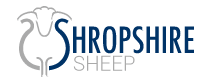shropshiresheep