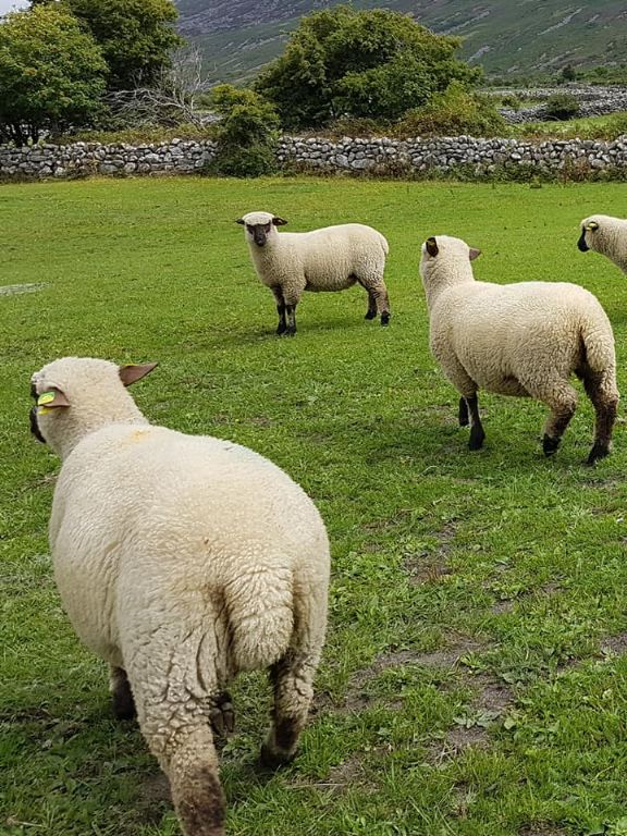 Shropshire Ewe & Ram Lambs